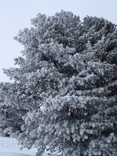 Ramsau20090306_003.jpg