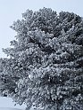 Ramsau20090306_003